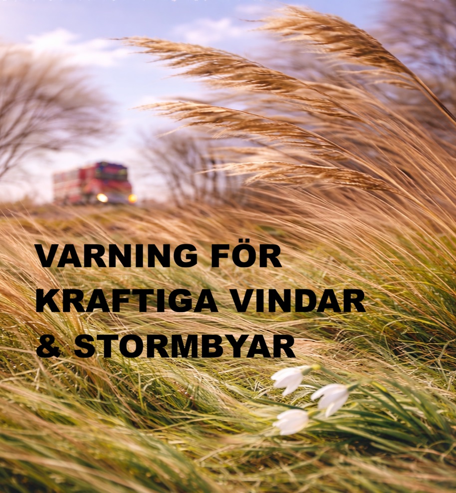 Vindsvept fält med gräs